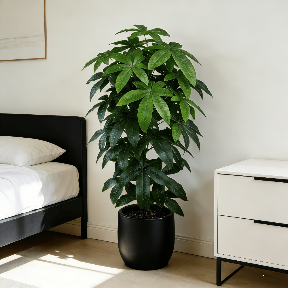 Dracaena Marginata - Ein künstlicher Geldbaum (Pachira Aquatica) mit