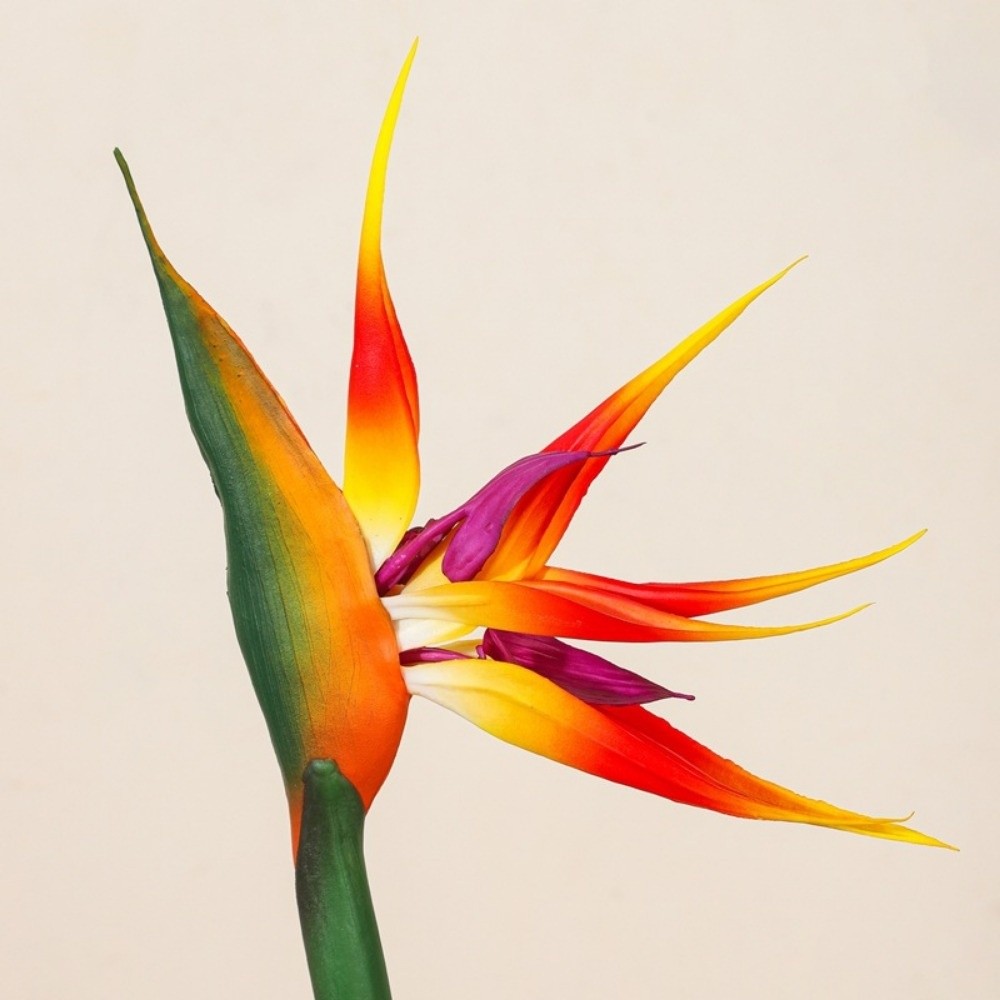 Künstliche Strelitzia mit Lang – Bird Paradise Strelitzia Bewertung und Preis